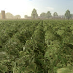 New Crop: Green Beans Preview