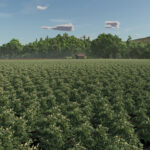 New Crop: Peas (Preview)