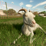 Goats in 25 Seconds video introduction