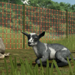 Goats in 25 Seconds video introduction