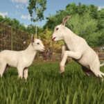 Introduction to goats