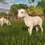 Introduction to goats