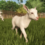 Introduction to goats