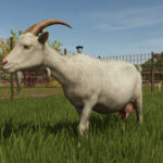 Introduction to goats