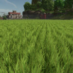 New Crop: Rice & Long Grain Rice (Preview)