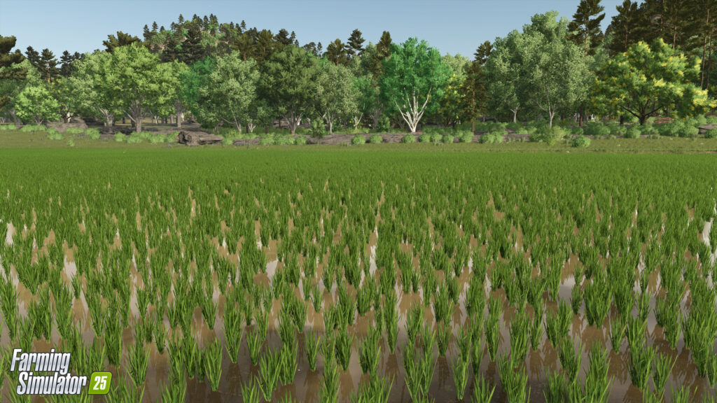 New Crop: Rice & Long Grain Rice (Preview)