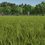 New Crop: Rice & Long Grain Rice (Preview)