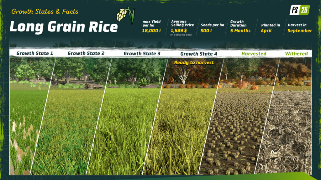 New Crop: Rice & Long Grain Rice (Preview)