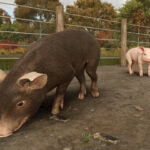 Baby Animals, Variety & Dynamic Pastures Preview