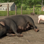 Baby Animals, Variety & Dynamic Pastures Preview