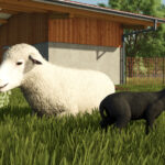 Baby Animals, Variety & Dynamic Pastures Preview