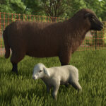 Baby Animals, Variety & Dynamic Pastures Preview