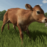 Baby Animals, Variety & Dynamic Pastures Preview