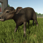 Baby Animals, Variety & Dynamic Pastures Preview