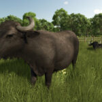 Baby Animals, Variety & Dynamic Pastures Preview