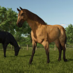 Baby Animals, Variety & Dynamic Pastures Preview