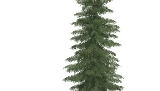 Spruce