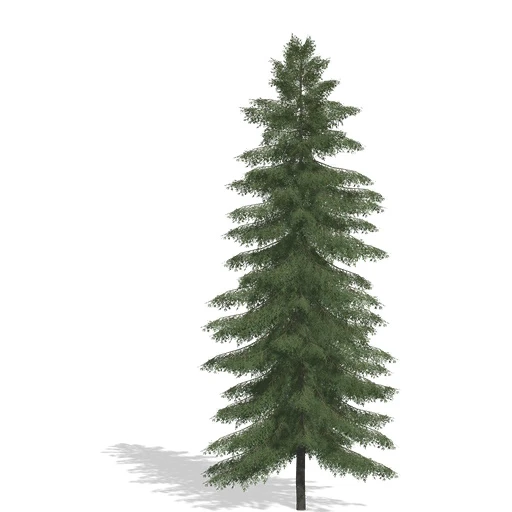 Spruce