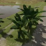 Banana Tree v1.03