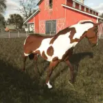 Happy Horse v1.03