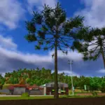 Arariaucaria v1.0