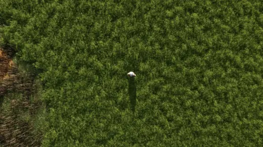 More beautiful grass v1.0