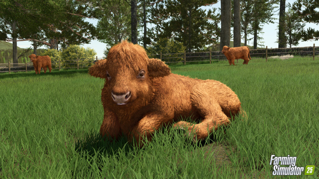 Preview Baby Highland Cattle12