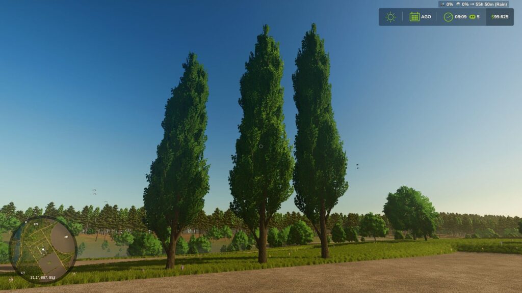 Black poplar