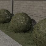 Decorative Shrub2