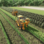 Grape And Olive Yield Settings3