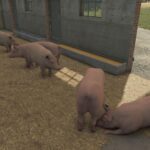 Little Pigsty5