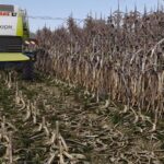 Maize Overhaul3